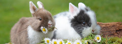 Awesome Black, White, Grey and Brown Bunny Names