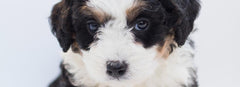 24 Adorable Hypoallergenic Dogs That Don't Shed Much