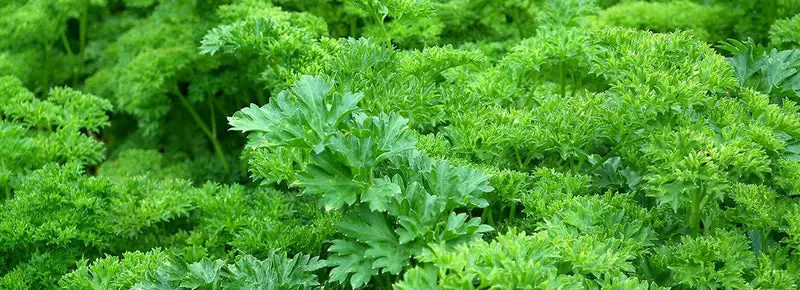 Can Dogs Eat Parsley? (A Complete Guide)