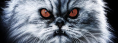 51 Demon Cat Names (Awesome Ideas For Your New Pet)