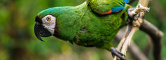 Green Parrot Names (36 Awesome Male And Female Ideas)