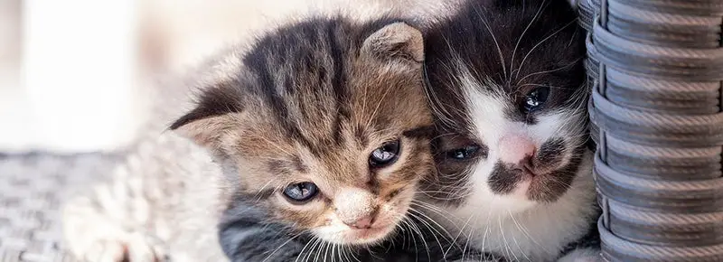 Cat Names For Brothers (127 Awesome Ideas)