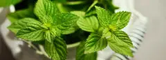 Can Dogs Eat Mint? (Includes Leaves And Sauce)