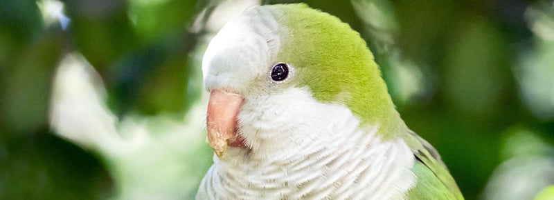 How Long Do Quaker Parrots Live? (A Complete Guide)