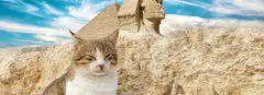 Arabic Cat Names (550 Male And Female Ideas)