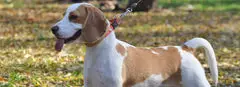 Are Beagles Smart?
