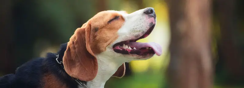 500+ Beagle Names (Ideas for Both Male and Females)