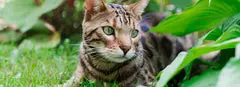 Are Bengal Cats Friendly? (A Complete Guide)