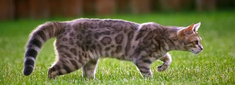 How Big Do Bengal Cats Get?
