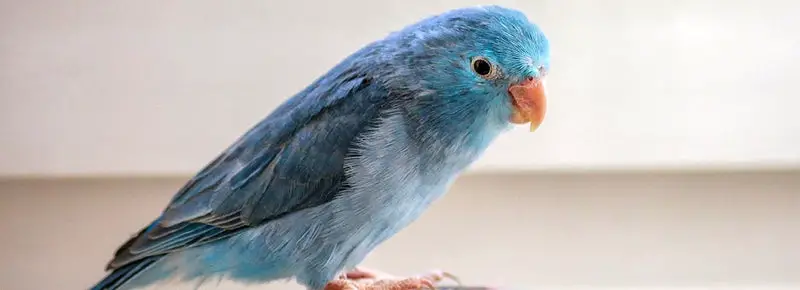 What Is A Baby Bird Called? (A Complete Guide)