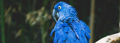Blue Parrot Names (450 Awesome Ideas)