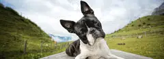 600 Boston Terrier Names (Female And Male Choices)