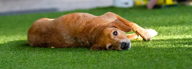 Can Dogs Destroy Artificial Grass? (A Complete Guide)