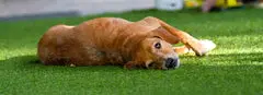 Can Dogs Destroy Artificial Grass? (A Complete Guide)
