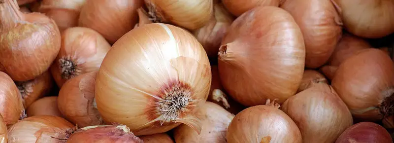 Can Dog's Eat Onions (Raw Or Cooked)?