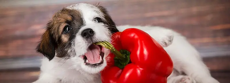Can Dogs Eat Basil? (A Complete Guide)