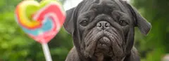 Candy Names For Dogs (196 Awesome Naming Ideas)