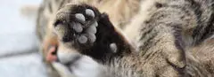 9 Wonderful Facts About Cat Paws