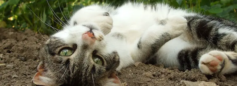 Why Do Cats Roll In Dirt? (12 Amazing Reasons Why)