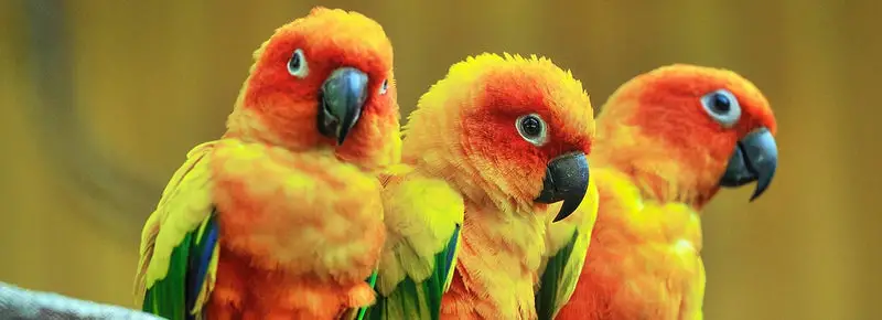 Cool Parrot Names