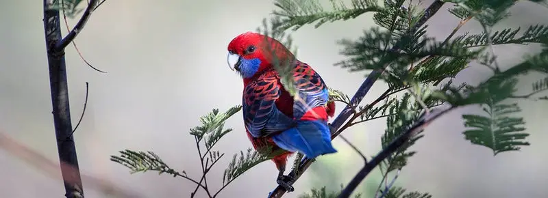 Parrot Names In Hindi (183 Awesome Male And Female Ideas)