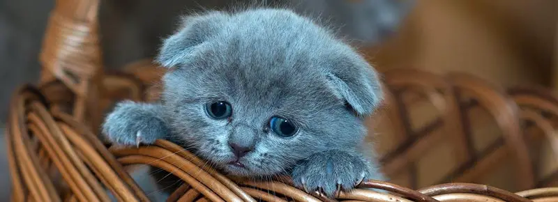 Cute Kitten In A Basket