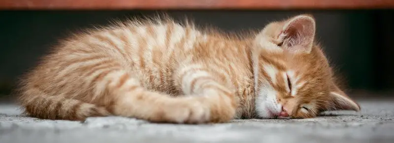 Cute Orange Kitten