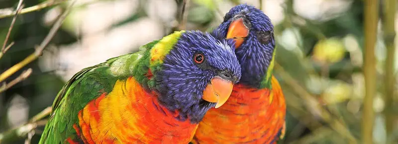 Cute Parrot Names
