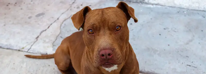 Red Nose Pitbull (A Complete Guide)
