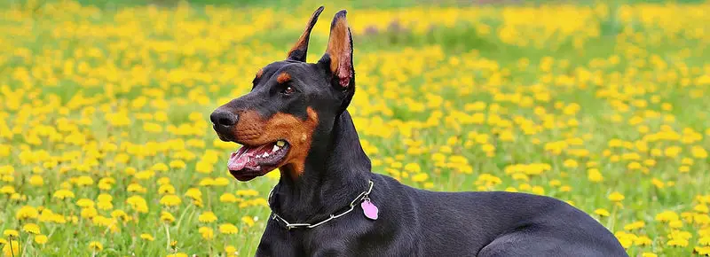 565 Amazing Doberman Names (Ideas For Both Male And Females)