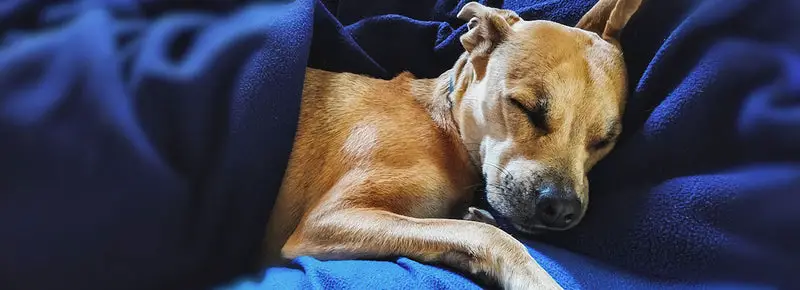 Why Do Dogs Sleep At Your Feet?