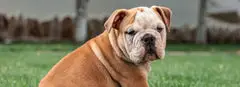 English Bulldog Names: 190 Pawsome Ideas