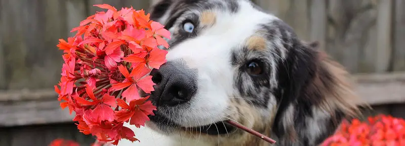 17 Flower Dog Names To Call Your Beautiful Pup
