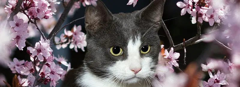 Black And White Cat In Between Flowers