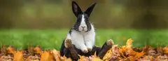 300+ Funny Bunny Names: An Ultimate Naming Guide