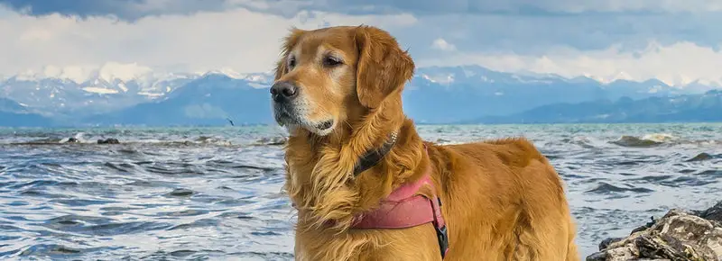 250 Golden Retriever Names: Ideas For Naming Your Pup