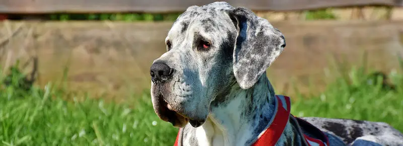 Great Dane Names (700 Awesome Ideas)