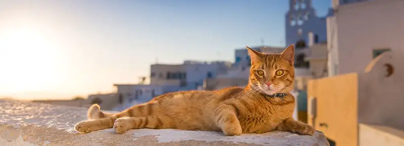 Greek Cat Names (156 Awesome Naming Ideas)