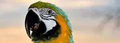 Green And Yellow Macaw