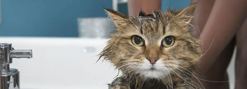 How Often Should I Bathe My Cat? (A Definitive Guide)