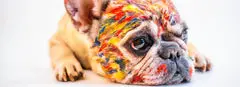 French Bulldog Names: 200 Pawsome Naming Ideas