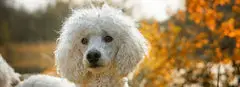 450 Poodle Names For Your Male Or Female Pup