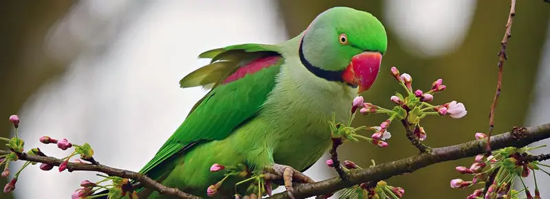 Pakistani Parrot Names (239 Awesome Urdu Ideas)