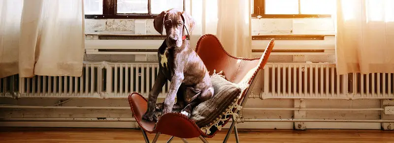 Top 100 Unique Dog Names - Dog Sitting in a Chair