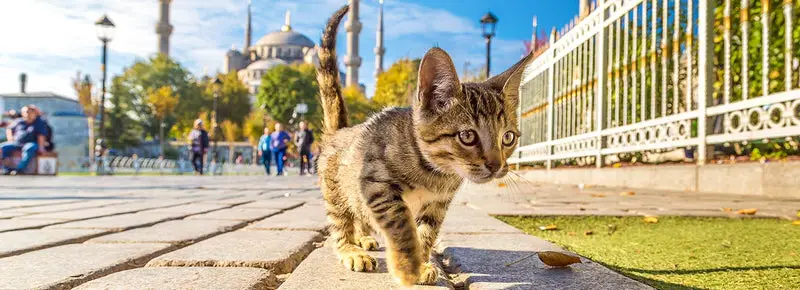 Turkish Cat Names (500 Male And Female Ideas)