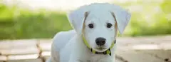 White Dog Names: The Best Ideas For Naming Your Pup